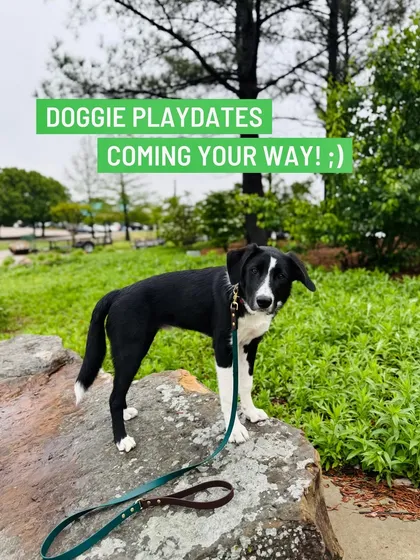 Looking for safe playtime? I also host small, supervised doggie playdates for my clients. It's a great way for dogs to interact off-leash and for you to learn more about dog body language from me.