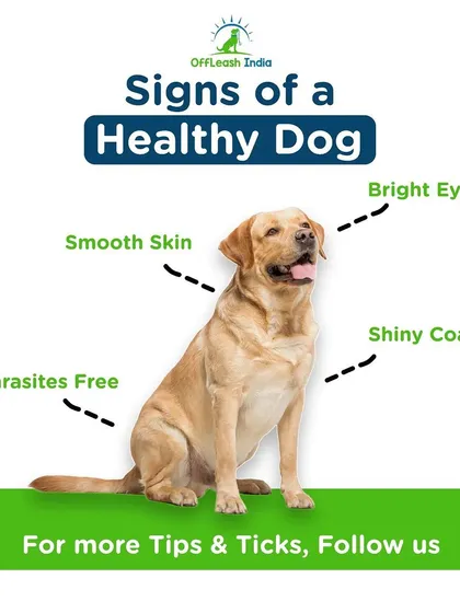 A well-groomed dog is a healthy dog. I teach owners to look for these key signs, like a shiny coat and bright eyes, which are the direct result of proper care and nutrition.