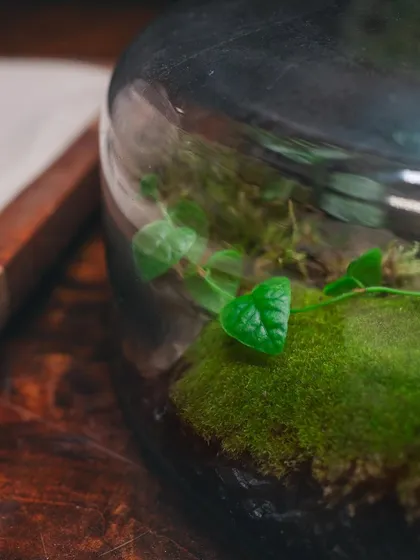 A macro shot of a single leaf on a bed of moss inside a terrarium. It's these small, perfect moments of nature that I aim to capture.