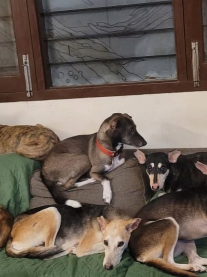 The whole gang chilling on the sofa. There's always room for one more. This is what our evenings look like.