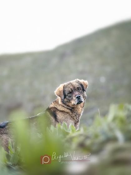 Pragalbh - Animal Rescue & Advocacy Photography Paws & Peaks: Outdoor Adventures photo 9