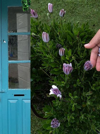 A hand reaching out to touch closed flower buds, with the same blue door in the background.