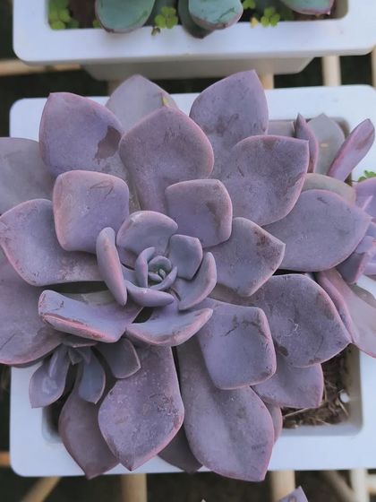 Succulents & Cacti photo 4