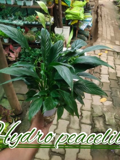 This is a Peace Lily, a beautiful plant that is known for its ability to clean the air. It even tells you when it needs water because its leaves start to droop.