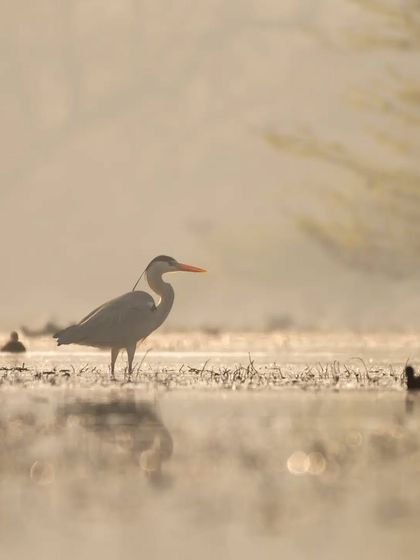 A Grey Heron silhouetted against the misty, golden sunrise at Sultanpur National Park.