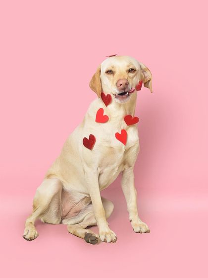 Priyanka - Themed & Special Occasion Pet Photography Holiday Adventures photo 13