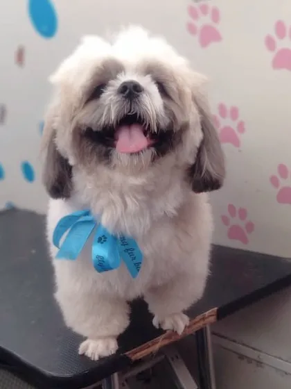 The smile on this Shih Tzu's face is absolutely infectious! We love seeing our clients so happy.
