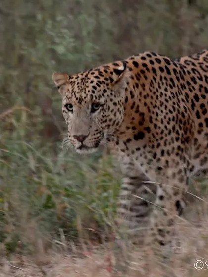 A beautiful shot of the leopard Rana on the move in Jhalana Reserve Forest, taken for International Leopard Day. His sleek, powerful build is on full display as he patrols his territory.