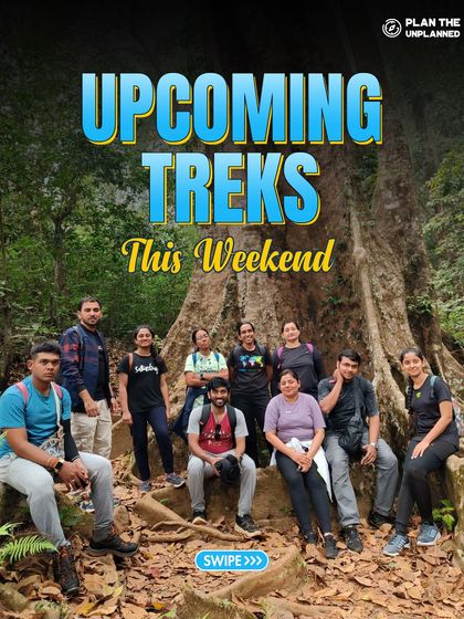 A group poses in front of a giant, ancient tree, showcasing the natural beauty you'll encounter on our weekend treks.