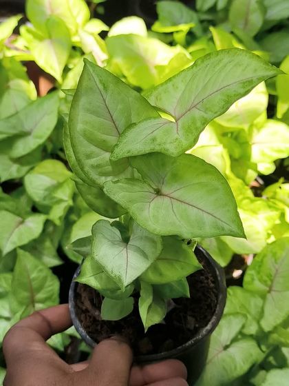 Rare & Collector's Plants photo 34