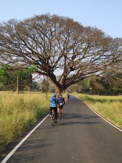 Riding towards a magnificent, sprawling tree in Hesaraghatta. The area is known for its old trees and beautiful avenues.