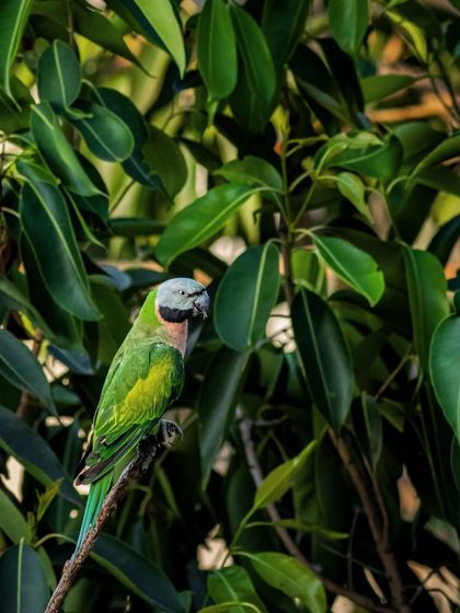 A Red-breasted Parakeet, one of my favourite portraits of 2024. This image represents the beauty of wildlife I was fortunate to document across India.