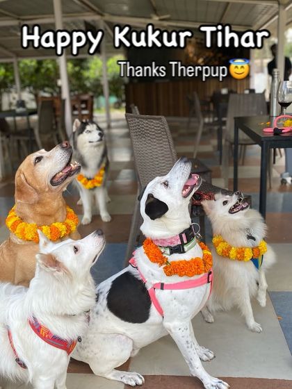 Therpup - Pet-Friendly Cafe & Restaurant Paw-ties & Celebrations photo 28
