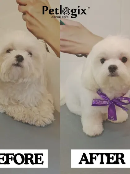 A beautiful before and after of this fluffy white dog. Our grooming process ensures a bright, clean coat and a neat, manageable haircut.