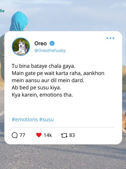 Kuddle - Pet Behaviour & Training It's a Dog's Life (And We're Just Living In It) photo 35