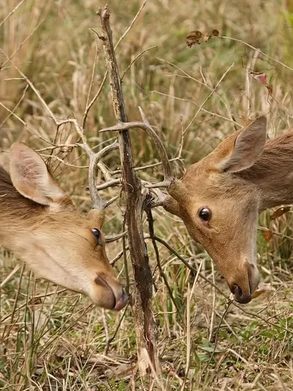 A pair of young deer gently spar, practicing the skills they will need as adults. These are the trials of life that ensure the young emerge victorious in the game of survival.