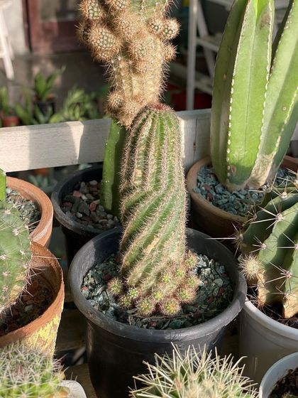 The spiral growth pattern on this cactus is just fascinating. Nature creates the most amazing designs. This is one of the more unusual pieces in my collection.