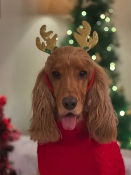 A close-up of our Christmas star, Posto, with his golden reindeer antlers.