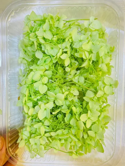 Our lime green dried hydrangea flowers are perfect for adding a pop of bright, cheerful color. Use them in coasters, jewelry, or any other floral-themed resin creation.