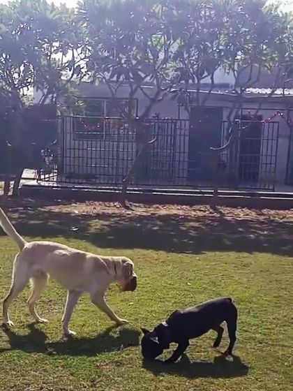 A Labrador and a French Bulldog playing together, showing that size doesn't matter when it comes to friendship.
