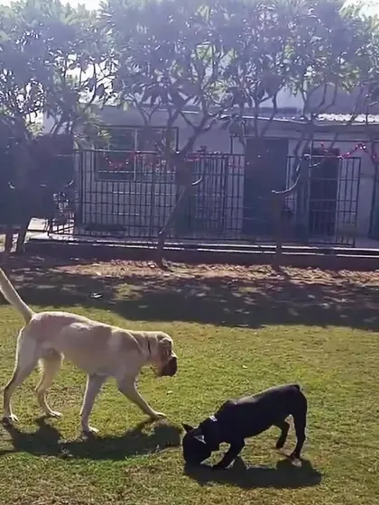 A Labrador and a French Bulldog playing together, showing that size doesn't matter when it comes to friendship.