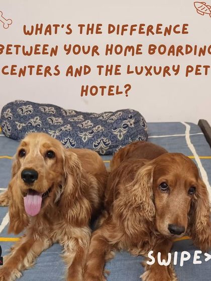 Anvis - Dog Boarding Our Boarding Centers in Bangalore photo 11