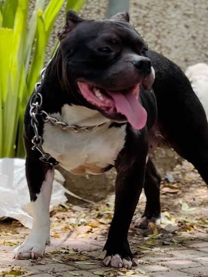 The era of the Pitbull and Bully is here to stay. These dogs are a status symbol for those who understand their true worth and loyalty.