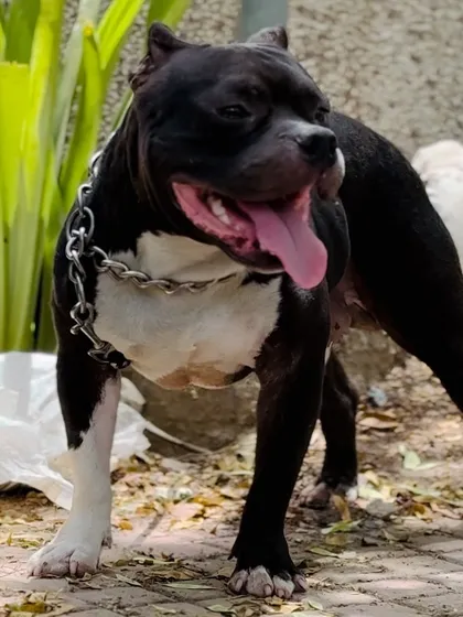 The era of the Pitbull and Bully is here to stay. These dogs are a status symbol for those who understand their true worth and loyalty.