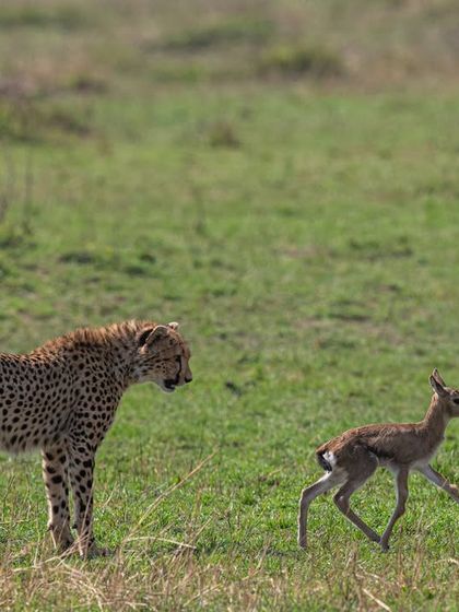 A moment of hesitation and strategy. The cheetah assesses its prey. Understanding animal behavior helps you predict these pauses in action, giving you a chance to recompose and prepare for the final move.