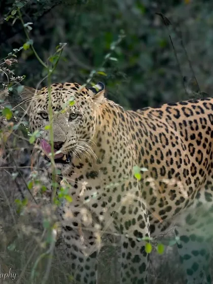 "Eat your greens!" A humorous moment as this leopard in Jhalana seems to be nibbling on a plant. While they are carnivores, these small, quirky behaviors offer a unique look into their daily lives and personalities.