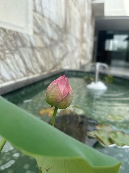 A close-up of a lotus bud in one of our water features. We believe such small, natural details are essential for creating a truly peaceful and serene environment.