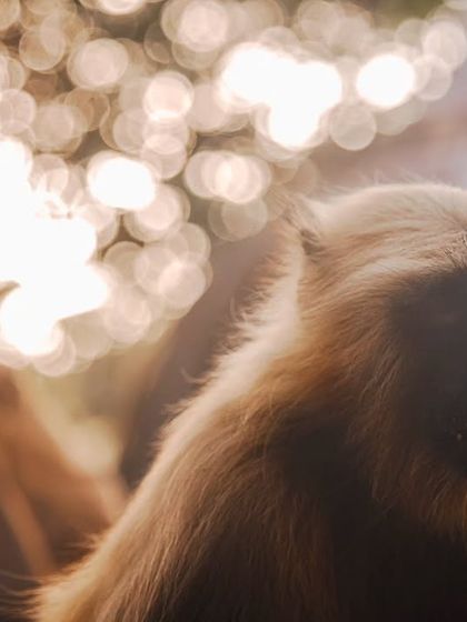 An atmospheric shot of a Hanuman langur eating food likely provided by humans, with bokeh from decorative lights creating an illusory backdrop.