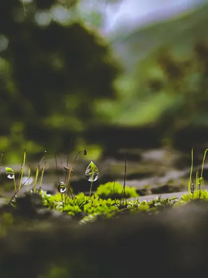 People think you need the most expensive gear for a great shot. I took this macro photo of a dewdrop on moss with my phone. It proves that the real tool is your eye and your patience.