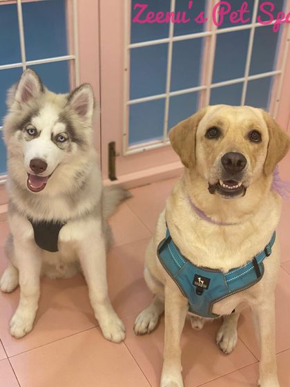 Zeenu's Pet Spa - Dog Grooming & Spa Gentle Giants & Large Breed Care photo 17