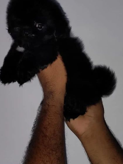 This exotic black Shih Tzu puppy is one of a litter of males and females. They are all KCI registered and come with their vaccination records.