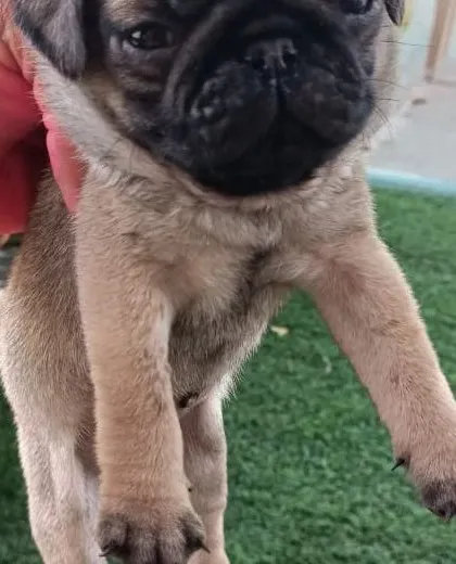 This 40-day-old male Pug puppy is ready for his new family. He has had his first vaccination and is a bundle of joy.