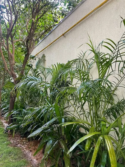 A dense planting of Raphis palms and other foliage plants along a wall. This creates a beautiful, textured green backdrop for the lawn.