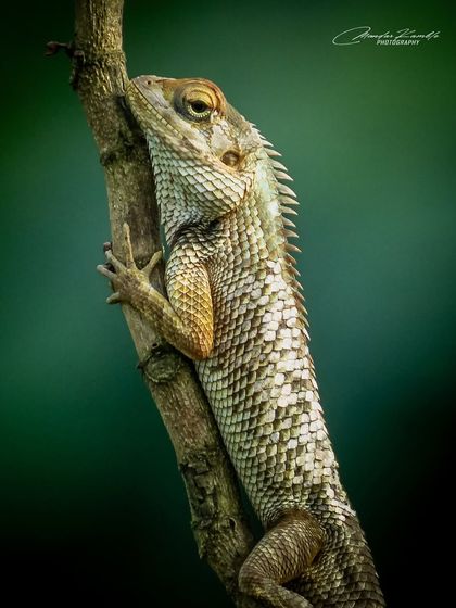 Beyond the Birds: Other Wildlife photo 4