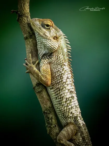 A detailed close-up of an Oriental Garden Lizard clinging to a branch. The texture of its scales and its calm, watchful eye are the focus of this reptilian portrait.