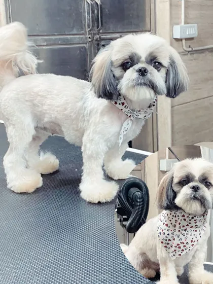 Hazel the Shih Tzu is sporting a cute puppy cut that's easy to maintain and looks adorable.
