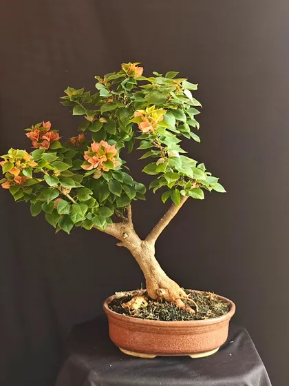This Bougainvillea bonsai shows a beautiful gradient of color, with blooms ranging from soft peach to light pink. It’s a wonderful example of the natural variations that make each tree unique.