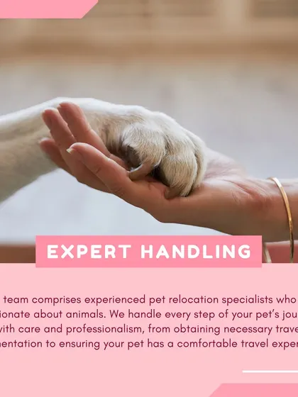 Our promise is expert handling at every stage. We are experienced pet relocation specialists who manage all necessary travel documentation and logistics with professionalism and a deep passion for animal welfare, ensuring a comfortable journey for your pet.