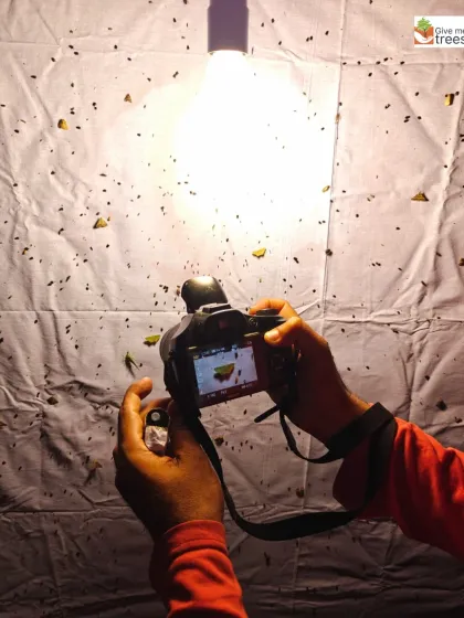 Documenting the moths attracted to our light screen. By photographing and identifying these species, we contribute valuable data to global citizen science projects that map insect populations.