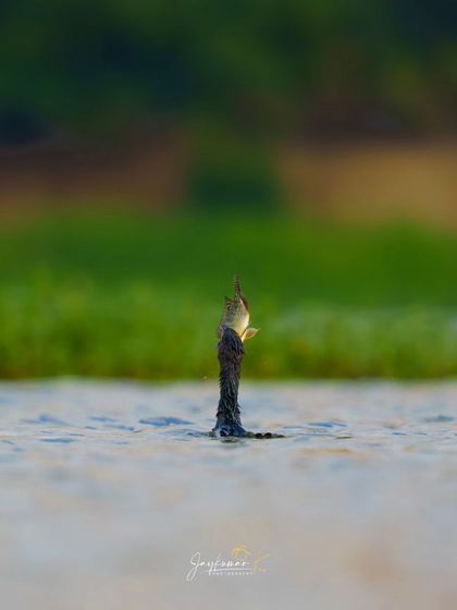 A Little Cormorant emerges from the water, only its head and a freshly caught fish visible. The minimalist composition focuses all attention on the successful hunt.