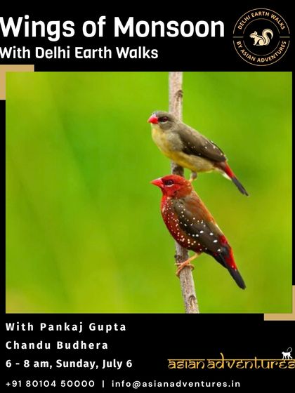 Urban Bird Watching photo 28