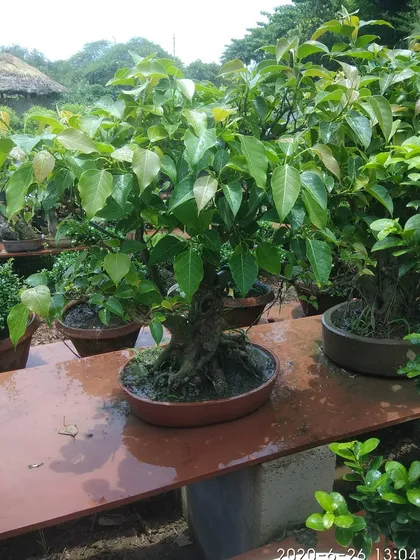 A beautiful, healthy Ficus bonsai tree. I can source and supply a variety of natural plants, including specialized ones like bonsai, for your garden or terrace.