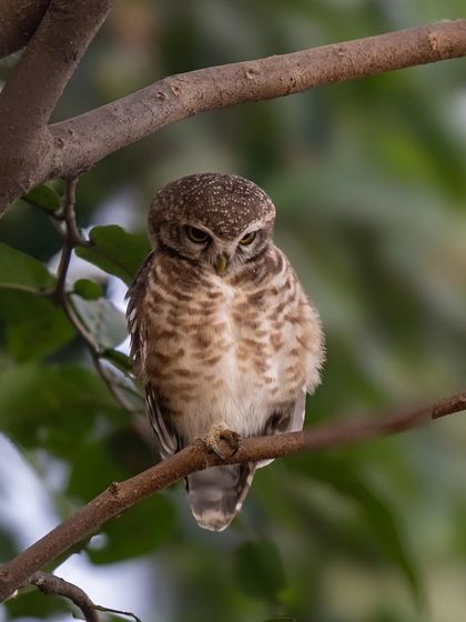 The same spotted owlet, this time with an angry or sleepy expression. Like humans, animals have a wide range of expressions that tell us about their mood.