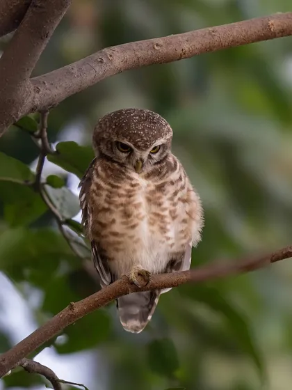 The same spotted owlet, this time with an angry or sleepy expression. Like humans, animals have a wide range of expressions that tell us about their mood.