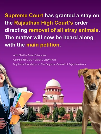 A significant victory at the Supreme Court. We successfully secured a stay on a High Court order that would have led to the mass removal of stray animals in Rajasthan, reinforcing animal birth control (ABC) rules across India.