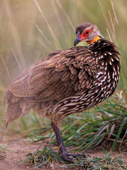 A Yellow-necked Spurfowl, also known as the Yellow-necked Francolin, preens its intricately patterned feathers. The bright red and yellow skin around its eye is a key identifying feature.